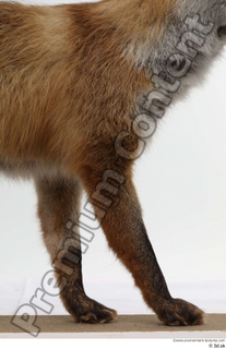 Red fox leg 0002.jpg